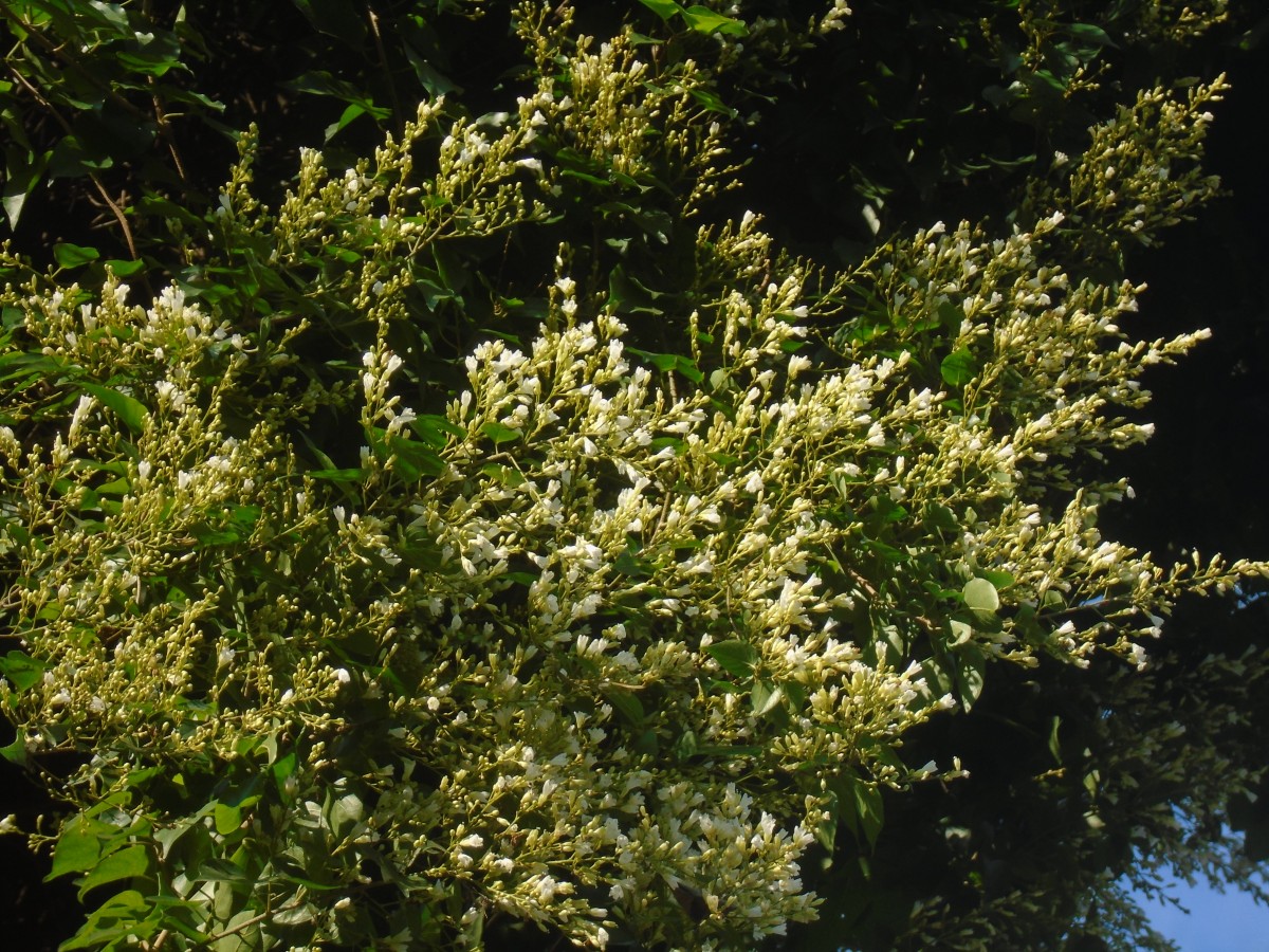 Poranopsis paniculata (Roxb.) Roberty